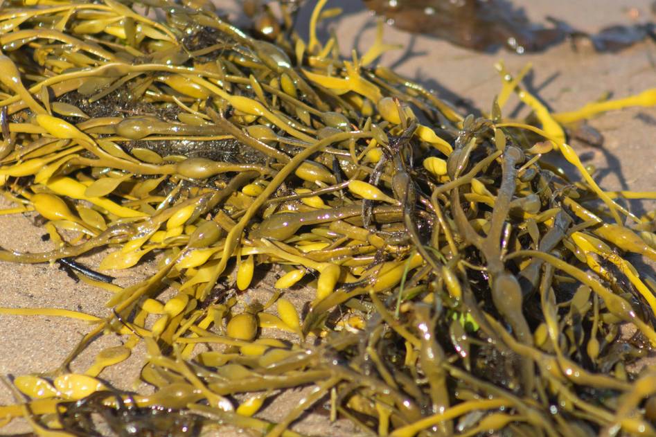 Happy dog on a beach with seaweed supplement benefits highlighted