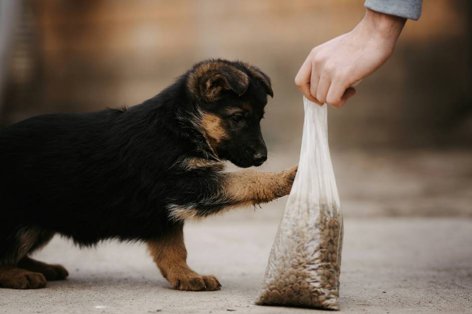 Hunting dog in action on a field with its owner, showcasing strength and energy from proper nutrition
