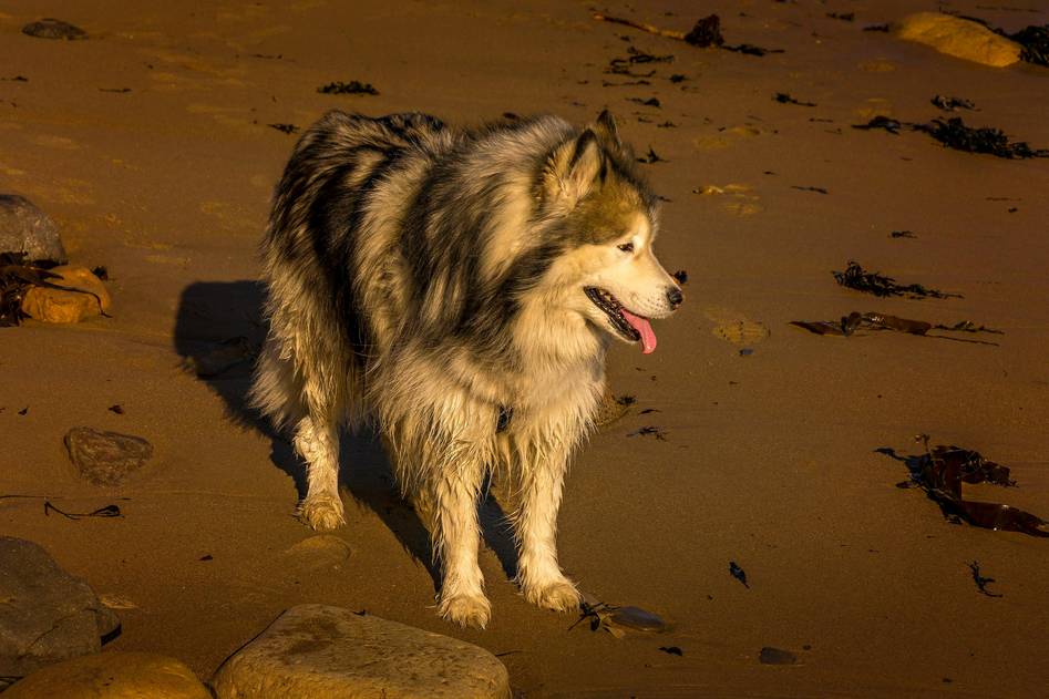 Calm coastal scene with seaweed and happy dog