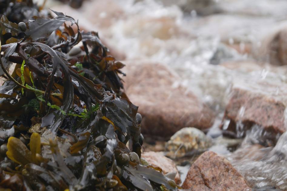 Seaweed harvest for pet supplements